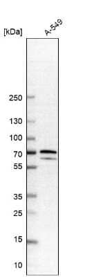 Western Blot: PDLIM5 Antibody [NBP1-84842] - Analysis in human cell line A-549.