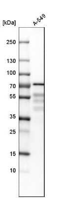 Western Blot: PDLIM5 Antibody [NBP1-84843] - Analysis in human cell line A-549.