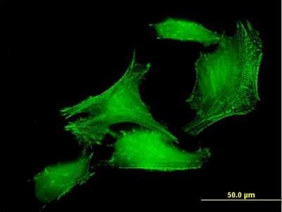 Immunocytochemistry/Immunofluorescence: PDLIM7 Antibody [H00009260-B01P] - Analysis of purified antibody to PDLIM7 on HeLa cell. (antibody concentration 10 ug/ml)