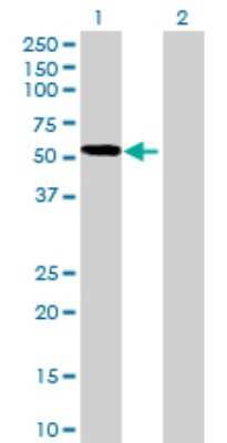 Western Blot: PDLIM7 Antibody [H00009260-B01] - Western Blot analysis of PDLIM7 expression in transfected 293T cell line by PDLIM7 MaxPab polyclonal antibody (B01). Lane1: PDLIM7 transfected lysate (49.80 KDa). Lane2: Non-transfected lysate.