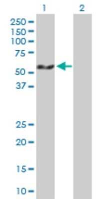 Western Blot: PDLIM7 Antibody [H00009260-B01] - Analysis of PDLIM7 expression in transfected 293T cell line by PDLIM7 polyclonal antibody. Lane1:PDLIM7 transfected lysate(50.27 KDa). Lane2:Non-transfected lysate.
