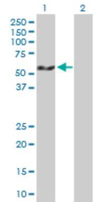 Western Blot: PDLIM7 Antibody [H00009260-B01P] - Analysis of PDLIM7 expression in transfected 293T cell line by PDLIM7 polyclonal antibody.  Lane1:PDLIM7 transfected lysate(50.27 KDa). Lane2:Non-transfected lysate.