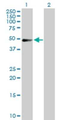 Western Blot: PDLIM7 Antibody [H00009260-D01P] - Analysis of PDLIM7 expression in transfected 293T cell line by PDLIM7 polyclonal antibody.Lane 1: PDLIM7 transfected lysate(49.80 KDa).Lane 2: Non-transfected lysate.