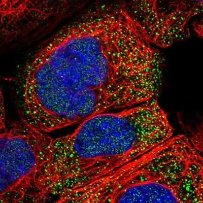 Immunocytochemistry/ Immunofluorescence PDP1/PPAPDC2 Antibody - BSA Free