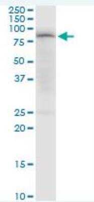 Western Blot: PDPK1 Antibody [H00005170-B01P] - expression in Raw 264.7.