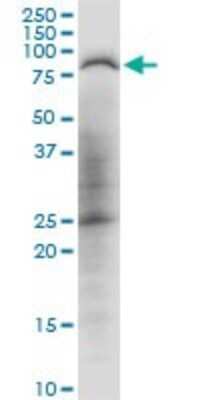 Western Blot: PDPK1 Antibody [H00005170-B01P] - Analysis of PDPK1 expression in NIH/3T3.