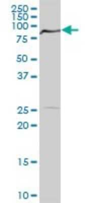 Western Blot: PDPK1 Antibody [H00005170-B01P] - Analysis of PDPK1 expression in K-562.