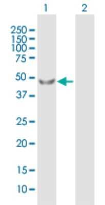 Western Blot: PDPK1 Antibody [H00005170-B01P] - Analysis of PDPK1 expression in transfected 293T cell line by PDPK1 polyclonal antibody.  Lane 1: PDPK1 transfected lysate(47.19 KDa). Lane 2: Non-transfected lysate.
