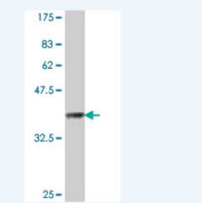 Western Blot: PDPK2 Antibody [H00653650-A01] - Detection against Immunogen (36.67 KDa) .