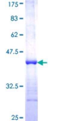 SDS-Page: PDPK2 Partial Protein [H00653650-Q01] - 12.5% SDS-PAGE Stained with Coomassie Blue.