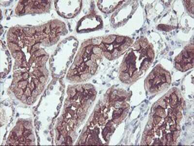Immunohistochemistry: PDRG1 Antibody (OTI4F12) - Azide and BSA Free [NBP2-73320] - Staining of paraffin-embedded Human Kidney tissue using anti-PDRG1 mouse monoclonal antibody.