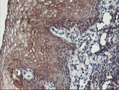 Immunohistochemistry: PDRG1 Antibody (OTI4F12) - Azide and BSA Free [NBP2-73320] - Staining of paraffin-embedded Human tonsil using anti-PDRG1 mouse monoclonal antibody.