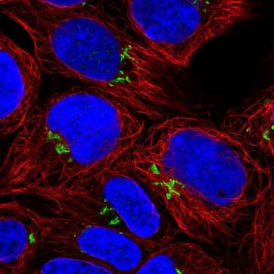 Immunocytochemistry/Immunofluorescence: PDXDC1 Antibody [NBP2-30594] - Immunofluorescent staining of human cell line HEK 293 shows localization to the Golgi apparatus.