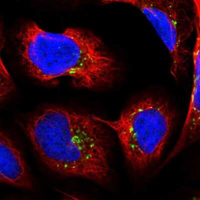 Immunocytochemistry/Immunofluorescence: PDXDC1 Antibody [NBP2-47336] - Immunofluorescent staining of human cell line U-2 OS shows localization to the Golgi apparatus & vesicles.