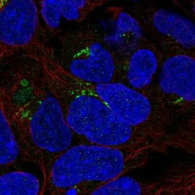 Immunocytochemistry/Immunofluorescence: PDXDC1 Antibody [NBP2-55366] - Staining of human cell line HEK 293 shows localization to the Golgi apparatus & vesicles.