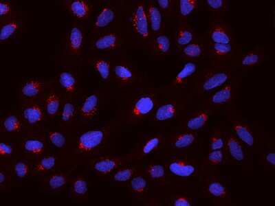 Immunocytochemistry/Immunofluorescence: PDXDC1 Antibody [NBP2-97693] - Immunofluorescence staining of PDXDC1 in U2OS cells. Cells were fixed with 4% PFA, permeabilzed with 0.1% Triton X-100 in PBS, blocked with 10% serum, and incubated with rabbit anti-Human PDXDC1 polyclonal antibody (dilution ratio 1:200) at 4C overnight. Then cells were stained with the Alexa Fluor(R)594-conjugated Goat Anti-rabbit IgG secondary antibody (red) and counterstained with DAPI (blue).Positive staining was localized to Golgi apparatus.