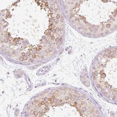 Immunohistochemistry-Paraffin: PDXDC1 Antibody [NBP2-30594] - Staining of human testis shows cytoplasmic positivity in cells in seminiferous ducts.