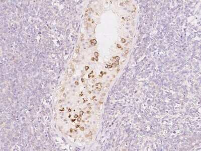 Immunohistochemistry-Paraffin: PDXDC1 Antibody [NBP2-97693] - Immunochemical staining of human PDXDC1 in human testis with rabbit polyclonal antibody at 1:200 dilution, formalin-fixed paraffin embedded sections.