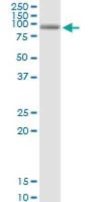 Western Blot: PDXDC1 Antibody [H00023042-B01P] - Analysis of PDXDC1 expression in HeLa.