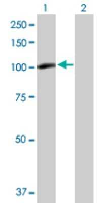 Western Blot: PDXDC1 Antibody [H00023042-B01P] - Analysis of PDXDC1 expression in transfected 293T cell line by PDXDC1 polyclonal antibody.  Lane1:KIAA0251 transfected lysate(86.68 KDa). Lane2:Non-transfected lysate.