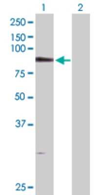 Western Blot: PDXDC1 Antibody [H00023042-D01P] - Analysis of PDXDC1 expression in transfected 293T cell line by PDXDC1 polyclonal antibody.Lane 1: PDXDC1 transfected lysate(86.70 KDa).Lane 2: Non-transfected lysate.