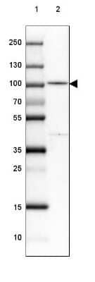 Western Blot PDXDC1 Antibody - BSA Free