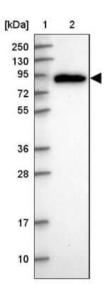 Western Blot: PDXDC1 Antibody [NBP2-47336] - Lane 1: Marker  [kDa] 250, 130, 95, 72, 55, 36, 28, 17, 10.  Lane 2: Human cell line RT-4.