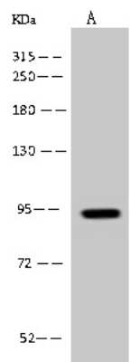 Western Blot PDXDC1 Antibody - BSA Free