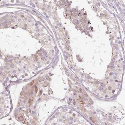 Immunohistochemistry-Paraffin: PDZD2/PDZK3 Antibody [NBP2-38305] - Staining of human testis shows cytoplasmic positivity in cells in seminiferous ducts and Leydig cells.