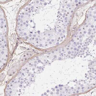 Immunohistochemistry-Paraffin: PDZD2/PDZK3 Antibody [NBP2-39026] - Staining of human testis shows nuclear positivity in cells in seminiferous ducts and Leydig cells.