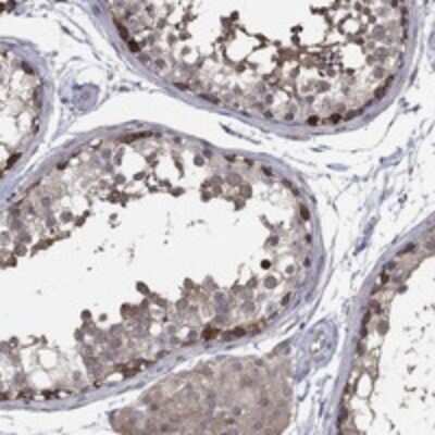 Immunohistochemistry-Paraffin: PDZD2/PDZK3 Antibody [NBP3-17289] - Staining of human testis shows strong cytoplasmic positivity in cells in seminiferous ducts.