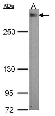 Western Blot: PDZD2/PDZK3 Antibody [NBP1-33651] - Sample (30 ug of whole cell lysate) A: A549 5% SDS PAGE; antibody diluted at 1:1000.