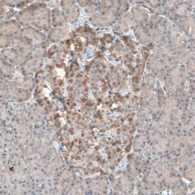 Immunohistochemistry-Paraffin: PDZK1 Antibody [NBP1-82572] - Staining of human pancreas shows weak to moderate positivity in plasma membrane in islets of Langerhans.