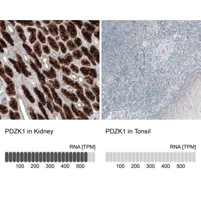 Immunohistochemistry-Paraffin PDZK1 Antibody