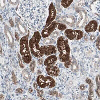 Immunohistochemistry-Paraffin: PDZK1 Antibody [NBP1-82573] - Staining of human kidney shows strong cytoplasmic and luminal positivity in tubule cells.