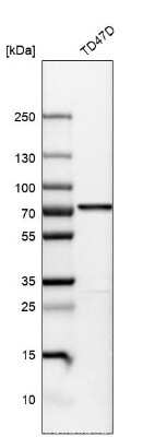 Western Blot: PDZK1 Antibody [NBP1-82573] - Analysis in human cell line TD47D.