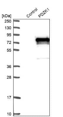 Western Blot: PDZK1 Antibody [NBP1-82573] - Analysis in control (vector only transfected HEK293T lysate) and PDZK1 over-expression lysate (Co-expressed with a C-terminal myc-DDK tag (3.1 kDa) in mammalian HEK293T cells).