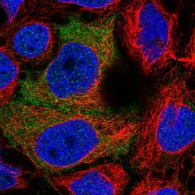 Immunocytochemistry/Immunofluorescence: PDZRN3 Antibody [NBP2-55802] - Staining of human cell line CACO-2 shows localization to cytosol. Antibody staining is shown in green.