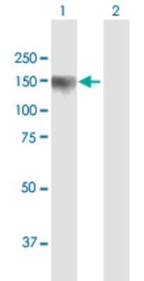 Western Blot: PDZRN3 Antibody [H00023024-B01P] - Analysis of PDZRN3 expression in transfected 293T cell line by PDZRN3 polyclonal antibody.  Lane 1: PDZRN3 transfected lysate(117.26 KDa). Lane 2: Non-transfected lysate.