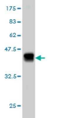 Western Blot PEAK1 Antibody (3G6) - Azide and BSA Free