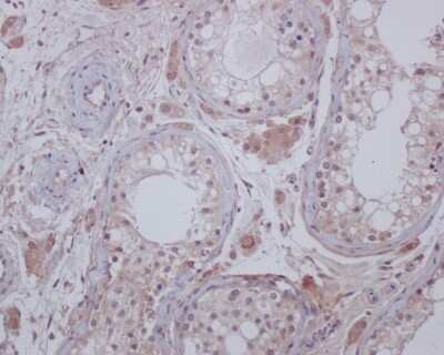 Immunohistochemistry-Paraffin: PEAK3 Antibody (3-B7) [NBP2-67197] - Analysis of paraffin-embedded human testis tissue using anti- C19orf35 mouse mAb.