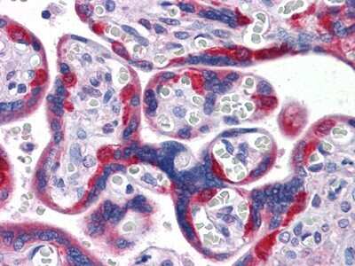 Immunohistochemistry-Paraffin: PEG10 Antibody (4C10A7) [NBP1-28900] - Immunohistochemical analysis of paraffin-embedded human Placenta tissues using PEG10 mouse mAb