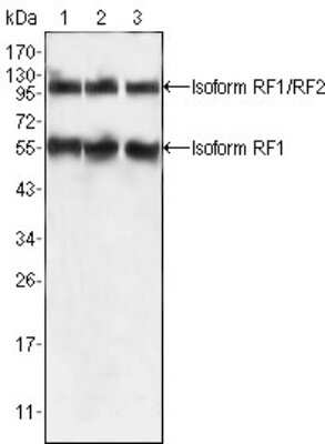 Western Blot: PEG10 Antibody (4C10A7) [NBP1-28900] - Western blot analysis using PEG10 mouse mAb against HepG2 (1), SMMC-7721 (2) and A549 (3) cell lysate.