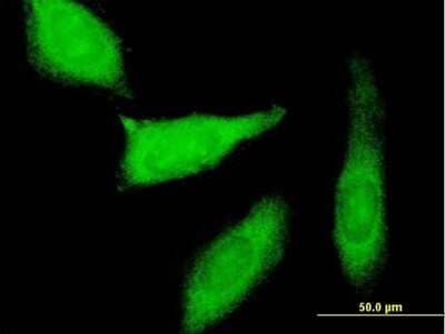 Immunocytochemistry/Immunofluorescence: PEG10 Antibody [H00023089-B01P] - Analysis of purified antibody to PEG10 on HeLa cell. (antibody concentration 10 ug/ml)