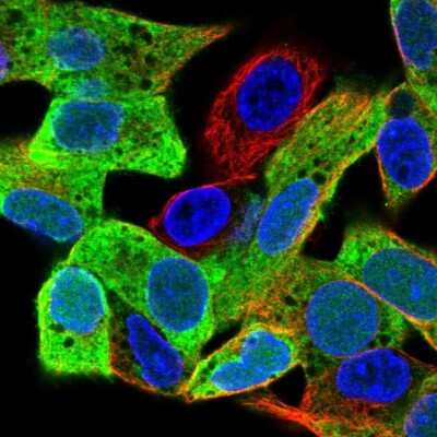 <b>Orthogonal Strategies Validation. </b>Immunocytochemistry/Immunofluorescence: PEG10 Antibody [NBP2-13749] - Staining of human cell line Hep G2 shows localization to nucleus & cytosol. Antibody staining is shown in green.