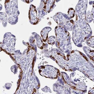 Immunohistochemistry-Paraffin: PEG10 Antibody [NBP2-13749] - Staining of human placenta shows high expression.