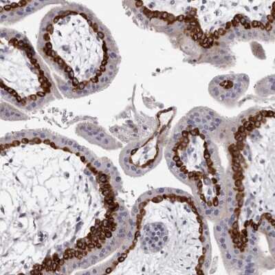 Immunohistochemistry-Paraffin: PEG10 Antibody [NBP2-48592] - Staining of human placenta shows high expression.