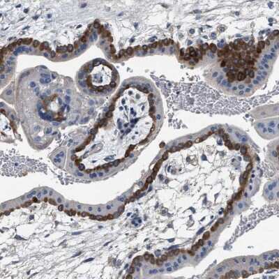 Immunohistochemistry-Paraffin: PEG10 Antibody [NBP2-54675] - Staining of human placenta shows high expression.