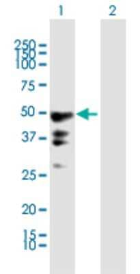 Western Blot: PEG10 Antibody [H00023089-B01P] - Analysis of PEG10 expression in transfected 293T cell line by PEG10 polyclonal antibody.  Lane 1: PEG10 transfected lysate(35.75 KDa). Lane 2: Non-transfected lysate.