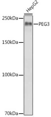 Western Blot PEG3 Antibody - Azide and BSA Free